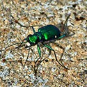 100 Pics Bugs Answers Level 53