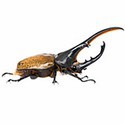 100 Pics Bugs Answers Level 56