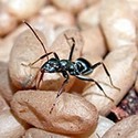 100 Pics Bugs Answers Level 57