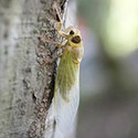 100 Pics Bugs Answers Level 58