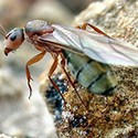 100 Pics Bugs Answers Level 60