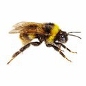 100 Pics Bugs Answers Level 63