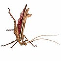 100 Pics Bugs Answers Level 64