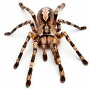 100 Pics Bugs Answers Level 67