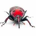 100 Pics Bugs Answers Level 70