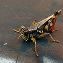 100 Pics Bugs Answers Level 71