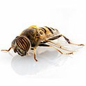 100 Pics Bugs Answers Level 74