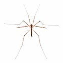 100 Pics Bugs Answers Level 75