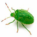 100 Pics Bugs Answers Level 76
