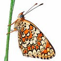 100 Pics Bugs Answers Level 78