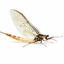 100 Pics Bugs Answers Level 79