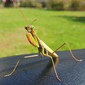 100 Pics Bugs Answers Level 80