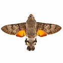 100 Pics Bugs Answers Level 82