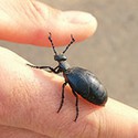 100 Pics Bugs Answers Level 84