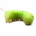 100 Pics Bugs Answers Level 85