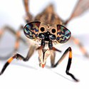 100 Pics Bugs Answers Level 86