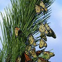 100 Pics Bugs Answers Level 89