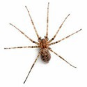 100 Pics Bugs Answers Level 91