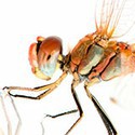 100 Pics Bugs Answers Level 92