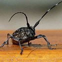 100 Pics Bugs Answers Level 93