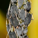 100 Pics Bugs Answers Level 94
