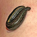 100 Pics Bugs Answers Level 95