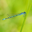 100 Pics Bugs Answers Level 97