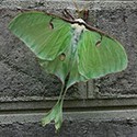 100 Pics Bugs Answers Level 99
