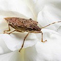 100 Pics Bugs Answers Level 100