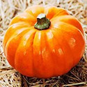 100 Pics New Halloween Answers Level 53