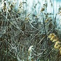 100 Pics New Halloween Answers Level 60