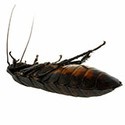 100 Pics New Halloween Answers Level 96