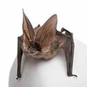 100 Pics New Halloween Answers Level 100