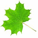 100 Pics Random Pics Answers Level 80