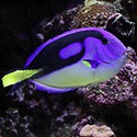100 Pics Sea Life Answers Level 3