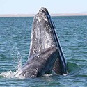 100 Pics Sea Life Answers Level 4