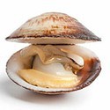 100 Pics Sea Life Answers Level 5