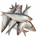 100 Pics Sea Life Answers Level 6