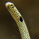 100 Pics Sea Life Answers Level 7