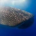 100 Pics Sea Life Answers Level 10
