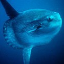 100 Pics Sea Life Answers Level 11