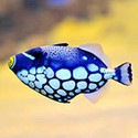 100 Pics Sea Life Answers Level 12
