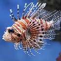 100 Pics Sea Life Answers Level 13