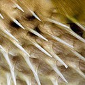100 Pics Sea Life Answers Level 16