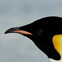 100 Pics Sea Life Answers Level 18