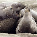 100 Pics Sea Life Answers Level 19