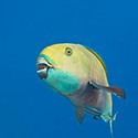 100 Pics Sea Life Answers Level 20