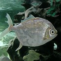 100 Pics Sea Life Answers Level 21