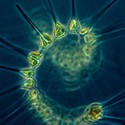 100 Pics Sea Life Answers Level 22