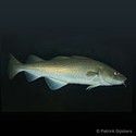 100 Pics Sea Life Answers Level 23